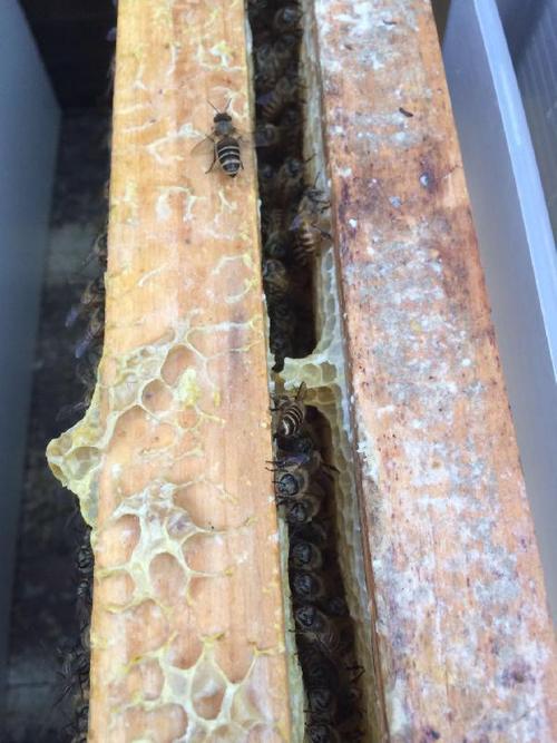养蜂技术问答_蜜蜂养殖问题求助 - ok蜜蜂论坛