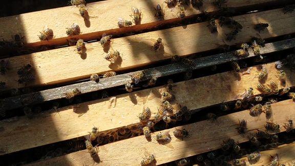 蜜蜂活框养殖,框同框相隔多宽为宜,放置太宽会出现什么情况