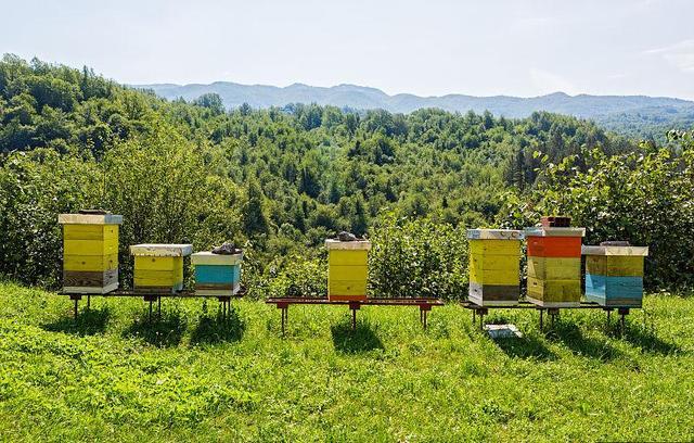 蜜蜂养殖技术越冬适龄蜂繁殖结束时快速断子的措施