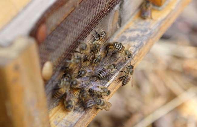 蜜蜂麻痹病防治方法 - 蜜蜂养殖 - 黔农网