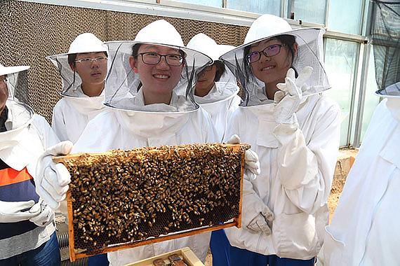 蜜蜂的养殖与管理