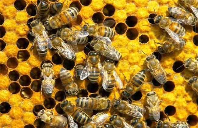 怎样选购蜂群 - 蜜蜂养殖 - 黔农网