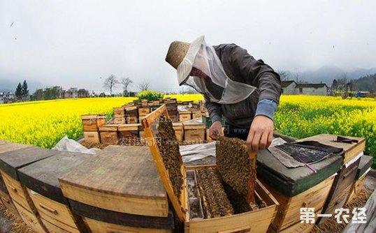 蜜蜂养殖?蜜蜂的养殖方法