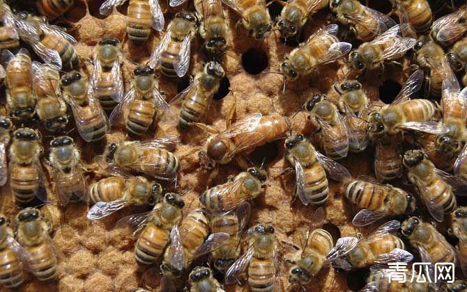 蜜蜂养殖知识及技术大全