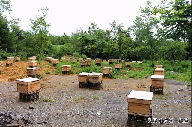 蜜蜂养殖有方法,四项注意要牢记,科学管理见效益