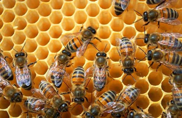 蜜蜂养殖 - 黔农网