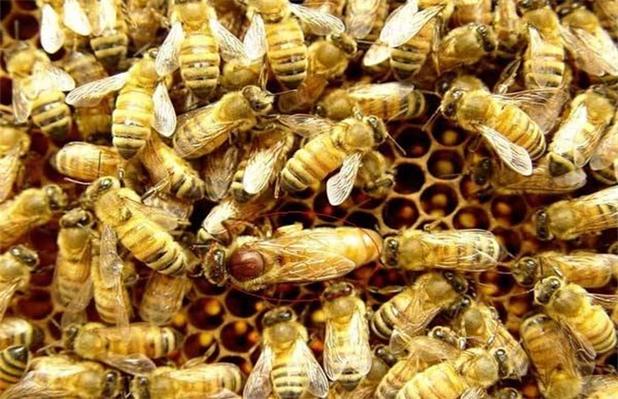 冬季如何处理蜂王及过程 - 蜜蜂养殖 - 黔农网