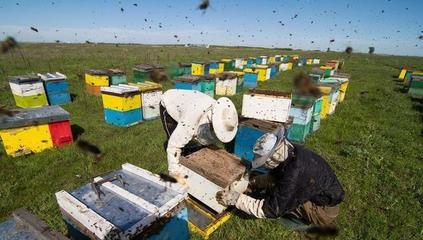 蜜蜂养殖技术|通过箱外观察识别蜂群遭遇病敌害及处理办法