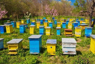蜜蜂养殖技术 定地养蜂场地与模式选择
