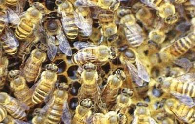 请问中华蜜蜂虫害防治技术